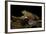 Trichobatrachus Robustus (Hairy Frog)-Paul Starosta-Framed Photographic Print