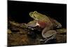 Trichobatrachus Robustus (Hairy Frog)-Paul Starosta-Mounted Photographic Print