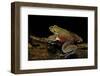 Trichobatrachus Robustus (Hairy Frog)-Paul Starosta-Framed Photographic Print