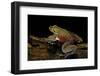 Trichobatrachus Robustus (Hairy Frog)-Paul Starosta-Framed Photographic Print