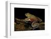 Trichobatrachus Robustus (Hairy Frog)-Paul Starosta-Framed Photographic Print