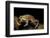 Trichobatrachus Robustus (Hairy Frog)-Paul Starosta-Framed Photographic Print