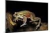 Trichobatrachus Robustus (Hairy Frog)-Paul Starosta-Mounted Photographic Print