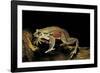 Trichobatrachus Robustus (Hairy Frog)-Paul Starosta-Framed Photographic Print