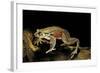 Trichobatrachus Robustus (Hairy Frog)-Paul Starosta-Framed Photographic Print