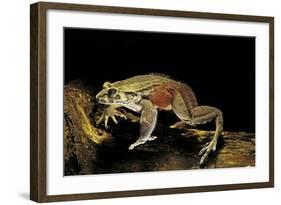 Trichobatrachus Robustus (Hairy Frog)-Paul Starosta-Framed Photographic Print