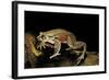 Trichobatrachus Robustus (Hairy Frog)-Paul Starosta-Framed Photographic Print