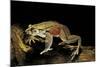 Trichobatrachus Robustus (Hairy Frog)-Paul Starosta-Mounted Photographic Print