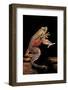 Trichobatrachus Robustus (Hairy Frog)-Paul Starosta-Framed Photographic Print