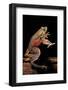 Trichobatrachus Robustus (Hairy Frog)-Paul Starosta-Framed Photographic Print