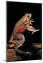 Trichobatrachus Robustus (Hairy Frog)-Paul Starosta-Mounted Photographic Print