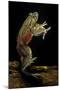 Trichobatrachus Robustus (Hairy Frog)-Paul Starosta-Mounted Photographic Print