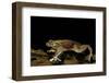 Trichobatrachus Robustus (Hairy Frog)-Paul Starosta-Framed Photographic Print