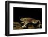 Trichobatrachus Robustus (Hairy Frog)-Paul Starosta-Framed Photographic Print