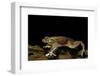 Trichobatrachus Robustus (Hairy Frog)-Paul Starosta-Framed Photographic Print