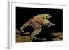 Trichobatrachus Robustus (Hairy Frog)-Paul Starosta-Framed Photographic Print