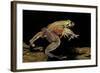 Trichobatrachus Robustus (Hairy Frog)-Paul Starosta-Framed Photographic Print