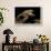 Trichobatrachus Robustus (Hairy Frog)-Paul Starosta-Framed Photographic Print displayed on a wall