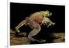 Trichobatrachus Robustus (Hairy Frog)-Paul Starosta-Framed Photographic Print