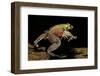 Trichobatrachus Robustus (Hairy Frog)-Paul Starosta-Framed Photographic Print