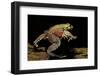 Trichobatrachus Robustus (Hairy Frog)-Paul Starosta-Framed Photographic Print