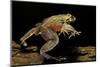 Trichobatrachus Robustus (Hairy Frog)-Paul Starosta-Mounted Photographic Print