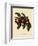 Trichocentrum Albopurpureum-John Nugent Fitch-Framed Giclee Print