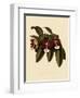 Trichocentrum Albopurpureum-John Nugent Fitch-Framed Giclee Print