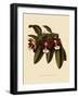 Trichocentrum Albopurpureum-John Nugent Fitch-Framed Giclee Print