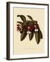 Trichocentrum Albopurpureum-John Nugent Fitch-Framed Giclee Print