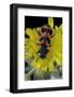 Trichodes Alvearius (Soldierbeetle, Checkered Beetle)-Paul Starosta-Framed Photographic Print