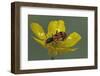 Trichodes Octopunctatus (Checkered Beetle)-Paul Starosta-Framed Photographic Print