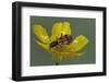 Trichodes Octopunctatus (Checkered Beetle)-Paul Starosta-Framed Photographic Print