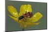 Trichodes Octopunctatus (Checkered Beetle)-Paul Starosta-Mounted Photographic Print