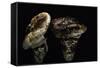 Tricholoma Caligatum (European Matsutake)-Paul Starosta-Framed Stretched Canvas