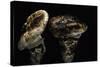 Tricholoma Caligatum (European Matsutake)-Paul Starosta-Stretched Canvas