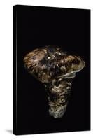 Tricholoma Caligatum (European Matsutake)-Paul Starosta-Stretched Canvas