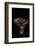 Tricholoma Caligatum (European Matsutake)-Paul Starosta-Framed Photographic Print