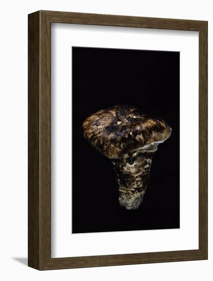 Tricholoma Caligatum (European Matsutake)-Paul Starosta-Framed Photographic Print