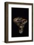 Tricholoma Caligatum (European Matsutake)-Paul Starosta-Framed Photographic Print