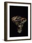 Tricholoma Caligatum (European Matsutake)-Paul Starosta-Framed Photographic Print