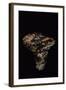 Tricholoma Caligatum (European Matsutake)-Paul Starosta-Framed Photographic Print