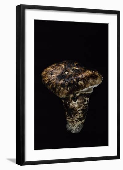 Tricholoma Caligatum (European Matsutake)-Paul Starosta-Framed Photographic Print