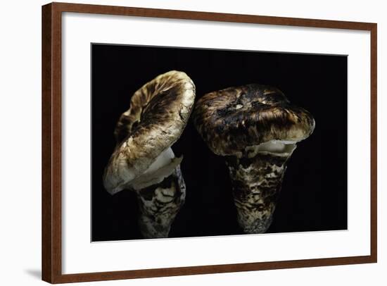 Tricholoma Caligatum (European Matsutake)-Paul Starosta-Framed Photographic Print