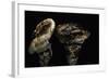 Tricholoma Caligatum (European Matsutake)-Paul Starosta-Framed Photographic Print