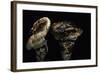 Tricholoma Caligatum (European Matsutake)-Paul Starosta-Framed Photographic Print