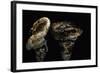 Tricholoma Caligatum (European Matsutake)-Paul Starosta-Framed Photographic Print