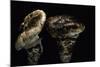 Tricholoma Caligatum (European Matsutake)-Paul Starosta-Mounted Photographic Print