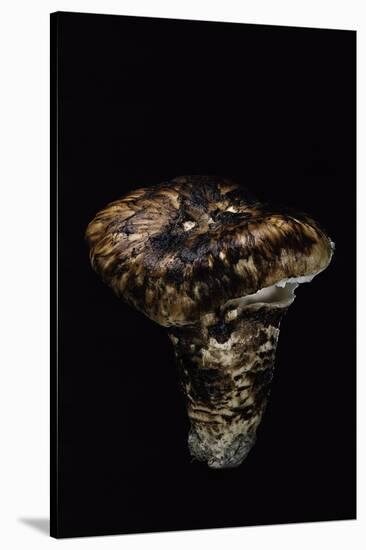 Tricholoma Caligatum (European Matsutake)-Paul Starosta-Stretched Canvas