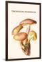 Tricholoma Mushroom-L. Dufour-Framed Art Print